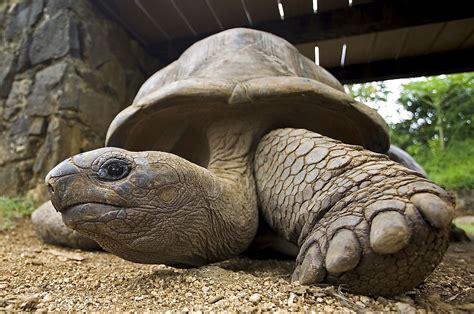 what tortoise lives the longest.